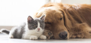 kitten and dog snuggle together with a white background